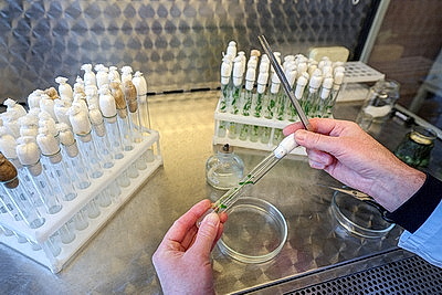 Новые сорта картофеля выращивают в Витебском зональном институте сельского хозяйства