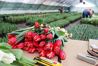 Тюльпаны продолжают расти даже в вазе. В Гомельском опытном лесхозе рассказали об особенностях букетов