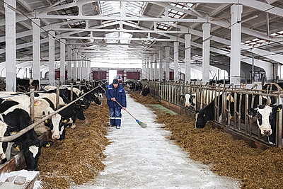 Условия региона, соблюдение технологий. Минсельхозпрод о подходах при строительстве профилакториев для телят