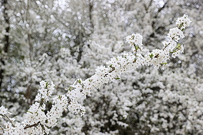Яркие краски брестских улиц