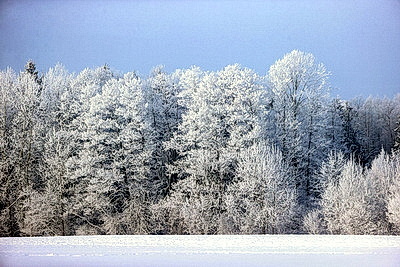 Ночью до -25..-30°С ожидается в Беларуси 15 января