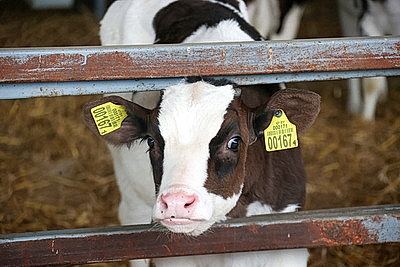 Как содержат телят в МТК \"Лошница\"? Хозяйство проверил премьер-министр