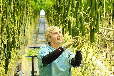 Круглый год в магазинах! Как выращивают овощи в тепличном хозяйстве \"ДОРОРС\"