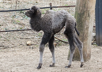 Впервые в Витебском зоопарке родился верблюжонок