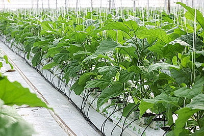 Мартовское путешествие в лето. Как в теплицах Гродненской овощной фабрики растят богатый урожай