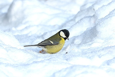 Солнечный январский день в Минске