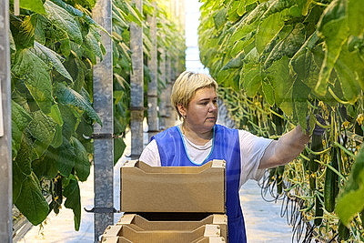 Кировский район начал сбор первого в этом году урожая ароматных тепличных огурцов