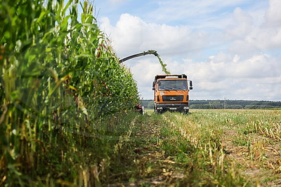 На полях Ветковского района продолжается заготовка кукурузы на силос