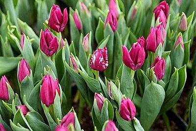 Тюльпаны продолжают расти даже в вазе. В Гомельском опытном лесхозе рассказали об особенностях букетов