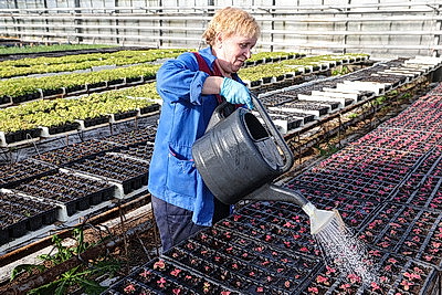 Полностью ручная работа. Более миллиона цветов готовят к высадке на улицах Витебска