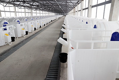 Новую ферму на тысячу голов дойного стада открыли в Ветковском районе