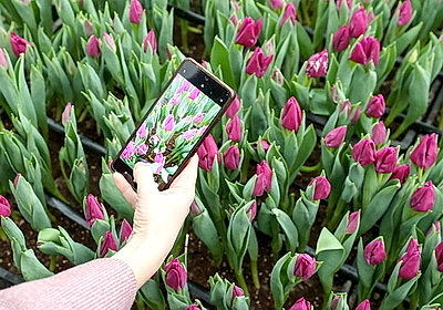 Тюльпаны продолжают расти даже в вазе. В Гомельском опытном лесхозе рассказали об особенностях букетов