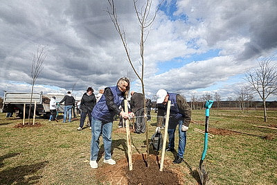 Аллею из 50 молодых лип высадили активисты-общественники в Гродно