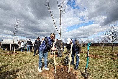 Аллею из 50 молодых лип высадили активисты-общественники в Гродно