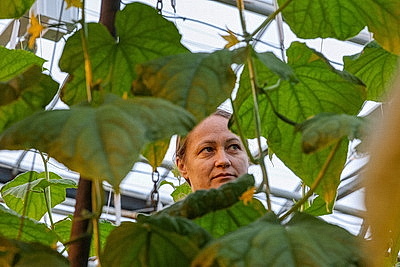 Кировский район начал сбор первого в этом году урожая ароматных тепличных огурцов