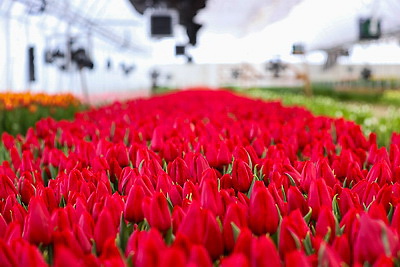 Около 500 тыс. тюльпанов ежегодно выращивает молодой фермер из Дрогичина