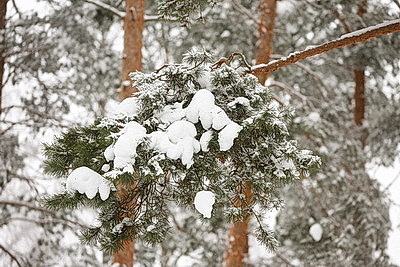Зимний день в Березинском биосферном заповеднике