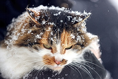 ФОТОХРОНИКА начинает новый информационный день