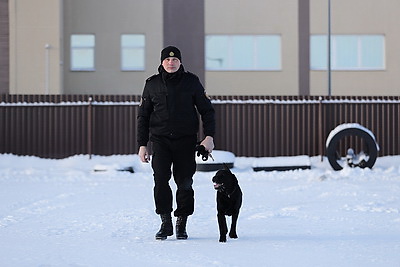 Глухая чаща и бетонные завалы: секреты службы белорусского лабрадора Дарка - претендента на \"Лохматый Оскар\"