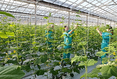 Первые огурцы нового урожая собрали овощеводы тепличного хозяйства \"Брилево\"