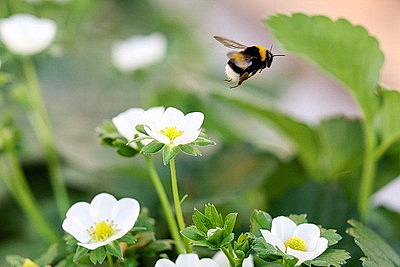 Круглый год в магазинах! Как выращивают овощи в тепличном хозяйстве \"ДОРОРС\"