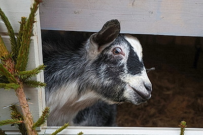 Живой рождественский вертеп появился у Коложской церкви в Гродно