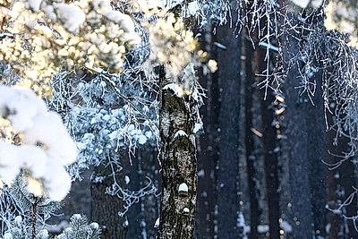 Зимний пейзаж