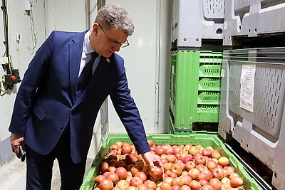 В стабфонды Минска уже заложили весь объем яблок и 40% картофеля