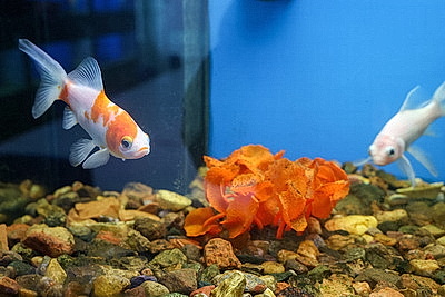 Специалистов для рыбоводства готовят в БГСХА