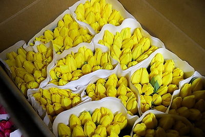 Около 500 тыс. тюльпанов ежегодно выращивает молодой фермер из Дрогичина