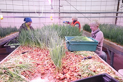 На Гродненской овощной фабрике ухаживают за рассадой, готовят ее к высадке