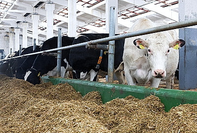 В Минской области в 2026 году планируют построить 111 профилакториев на 20 тыс. телят