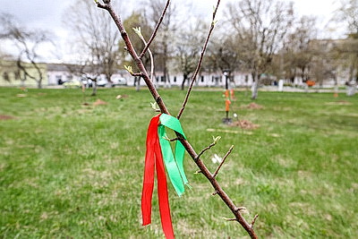 \"Символ мая, Победы, добра и плодородия\". В Беларуси проходит акция \"Яблоневый сад\"