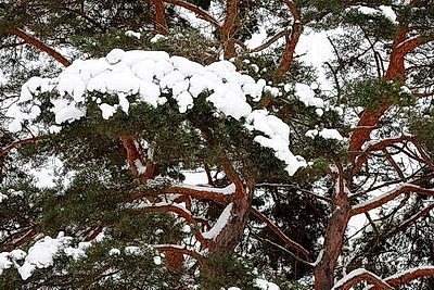 Зимний пейзаж в Докшицком районе