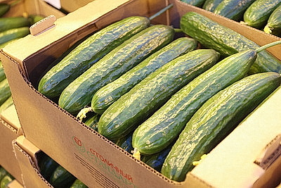 Минский парниково-тепличный комбинат к 8 Марта вырастит более 200 тыс. тюльпанов и около 60 тыс. роз