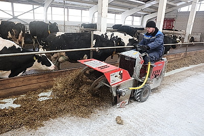 В тепле и с дополнительными порциями молока: как в Могилевской области содержат телят в морозы