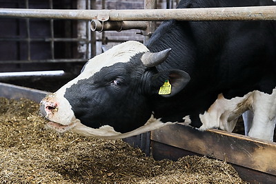 Кочанова ознакомилась с деятельностью ОАО \"Парохонское\"