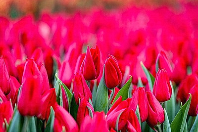 ФОТОХРОНИКА начинает новый информационный день