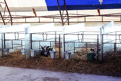 Условия региона, соблюдение технологий. Минсельхозпрод о подходах при строительстве профилакториев для телят