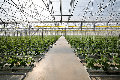 В Столинском районе созревает второй урожай огурцов в теплице