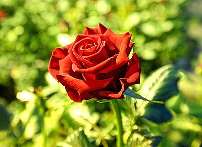 Первые тысячи роз и тюльпанов срезали в теплицах \"Витебского Зеленстроя\"