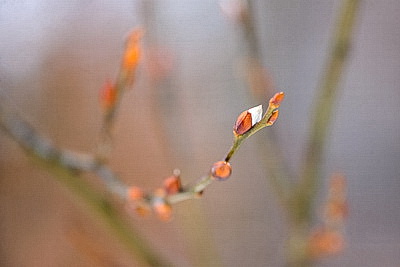 ФОТОХРОНИКА начинает новый информационный день