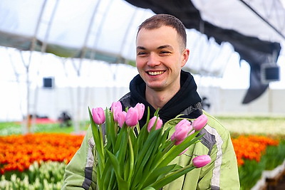 Около 500 тыс. тюльпанов ежегодно выращивает молодой фермер из Дрогичина