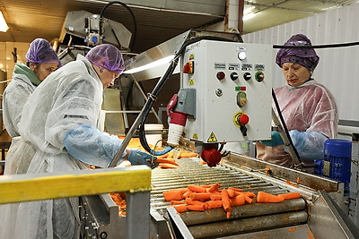 В стабфонды Минска уже заложили весь объем яблок и 40% картофеля