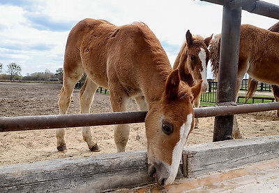 40 лет со дня аварии на ЧАЭС. Журналисты в рамках пресс-тура посетили Хойникский район
