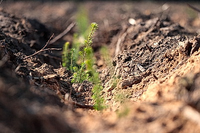Члены Совета Республики приняли участие в акции \"Лес! Дабро! Парадак!\" в Столбцовском районе