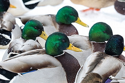 Акция \"Птичий патруль\": актив БСЖ подкармливает птиц