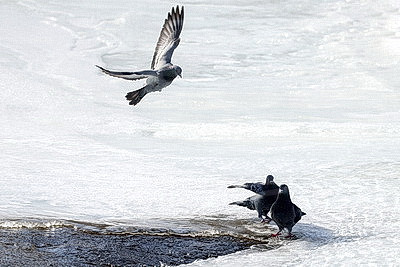 ФОТОХРОНИКА начинает новый информационный день