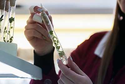 Посадка раннего картофеля идет в крупном хозяйстве Ивановского района