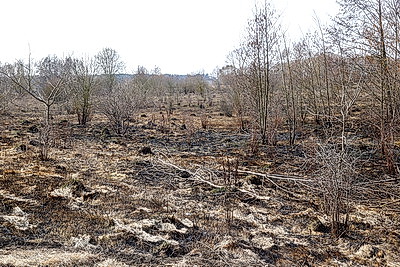 В Брестской области в марте произошло более 120 загораний травы и кустарников